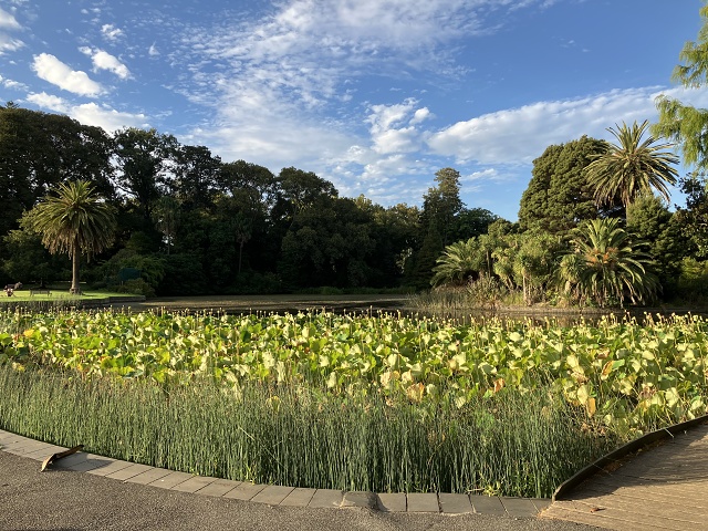 Royal Botanic Gardens 4